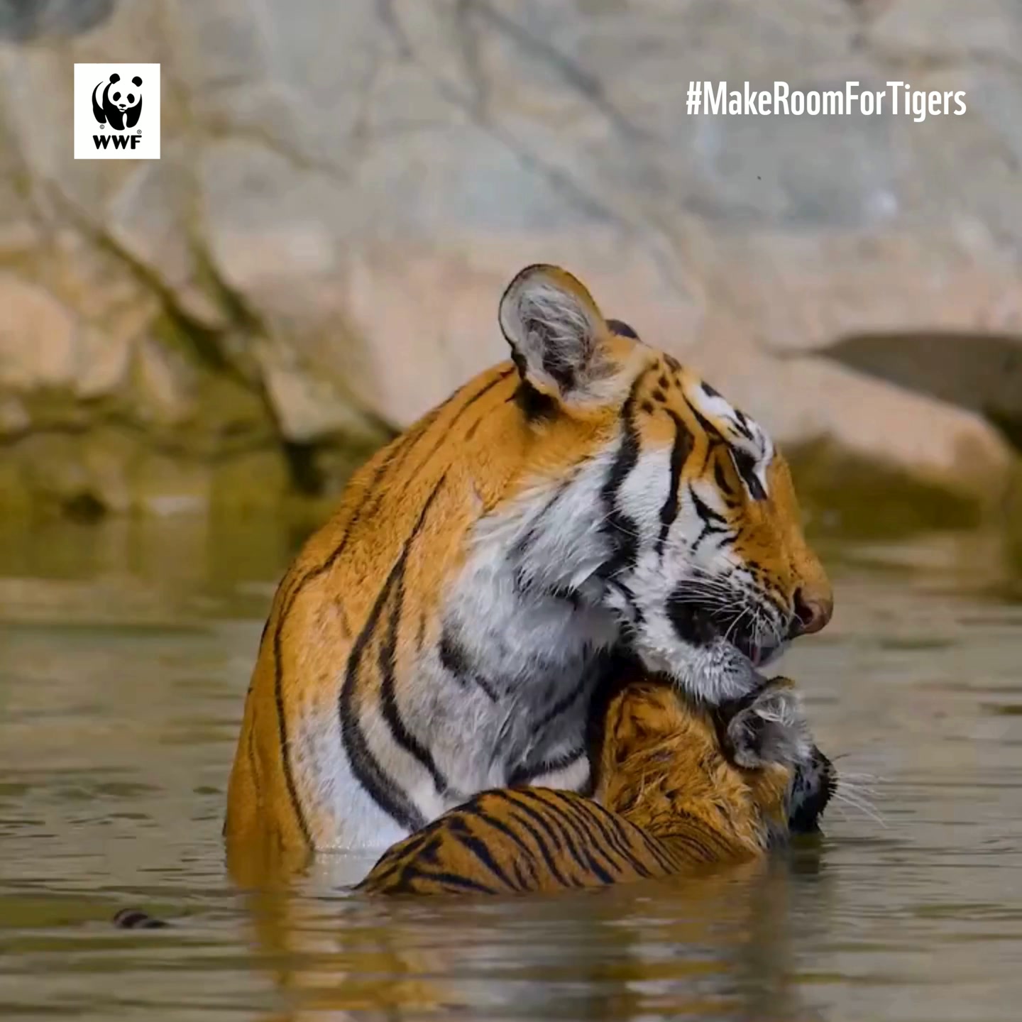 WWF-India Facebook ad: Help Protect What India Has Achieved