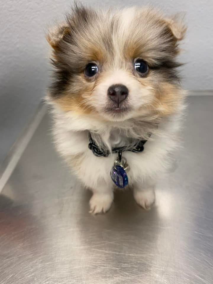 Heritage Plaza Animal Hospital Facebook ad