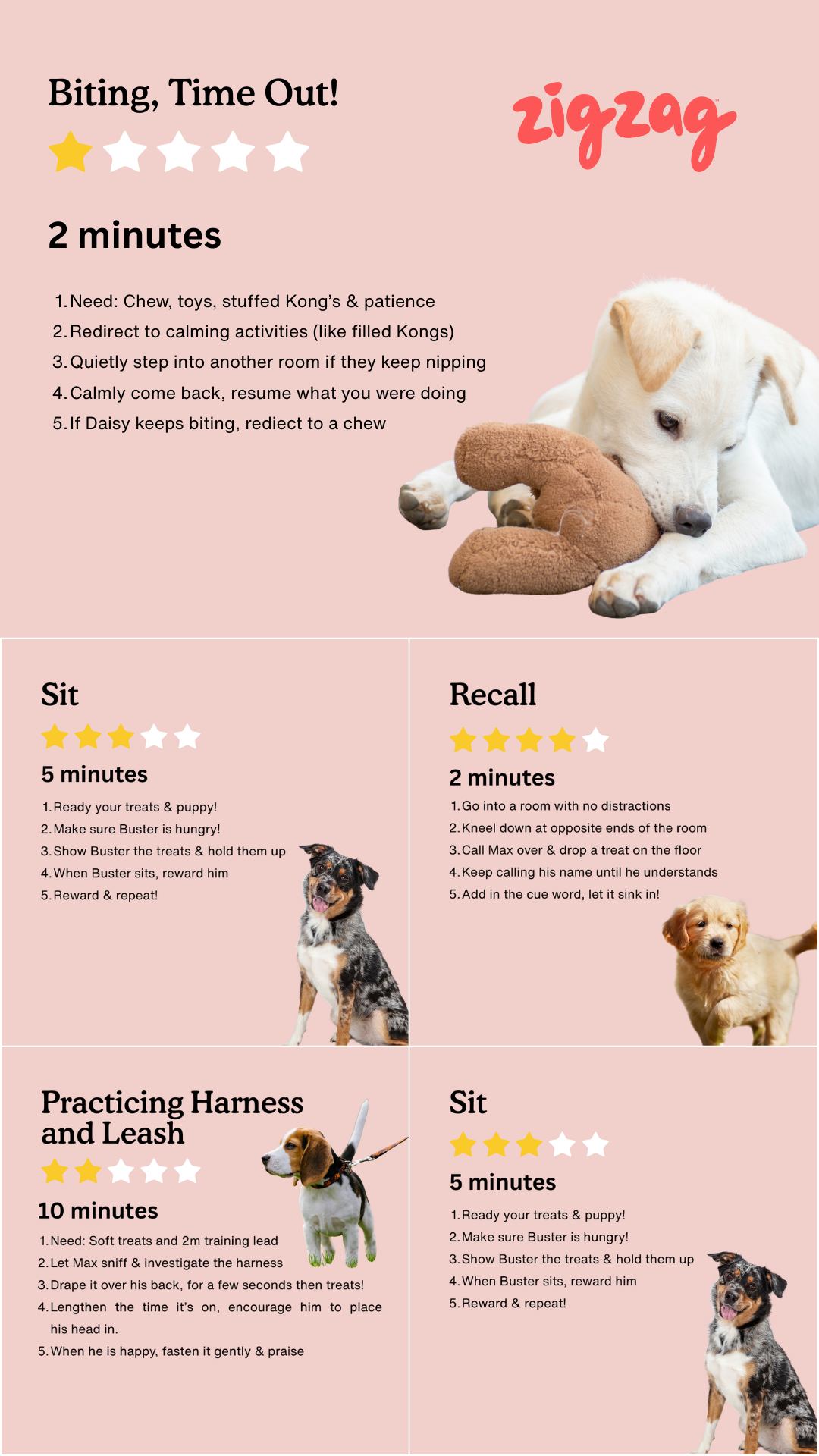 Zigzag Puppy Coach Facebook ad