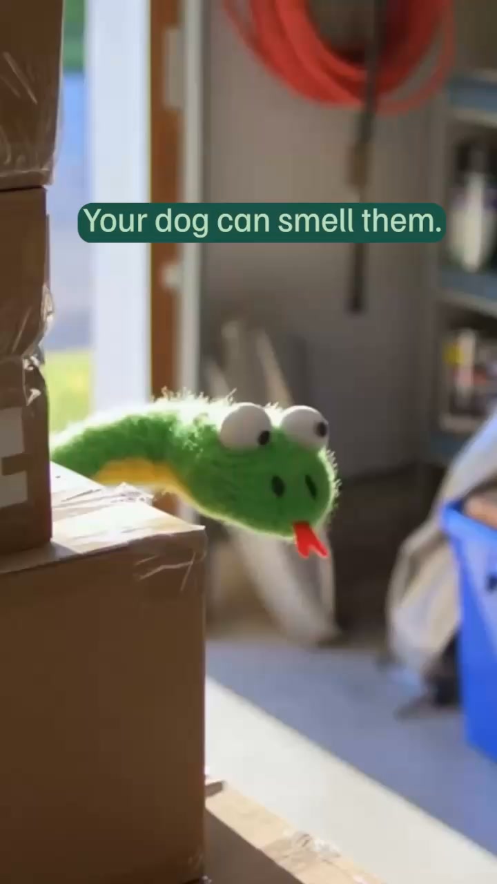 eDog Facebook ad: Australia's #1 Rated Snake Repeller