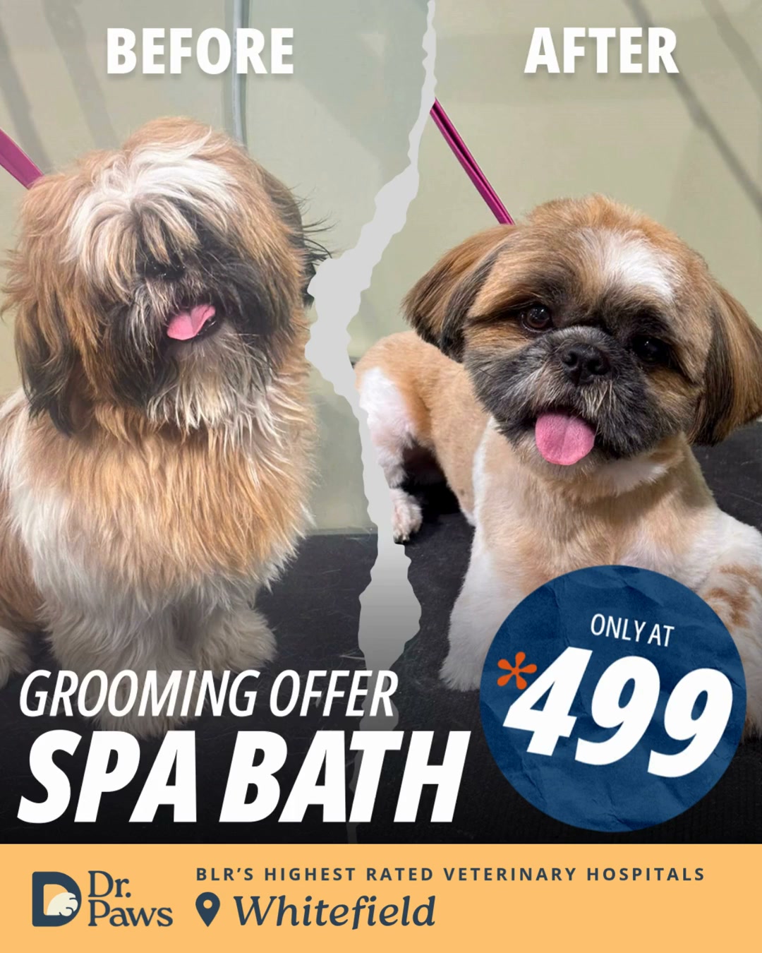 Dr Paws Facebook ad: Complete Pet Grooming at ₹499
