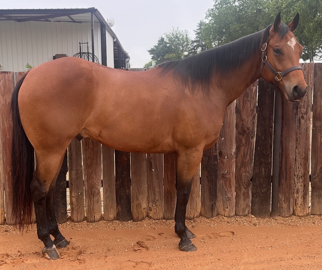 Bowie Texas Livestock: Consignment Horses Facebook ad: Bowie Catalog Sale June 6th 2026