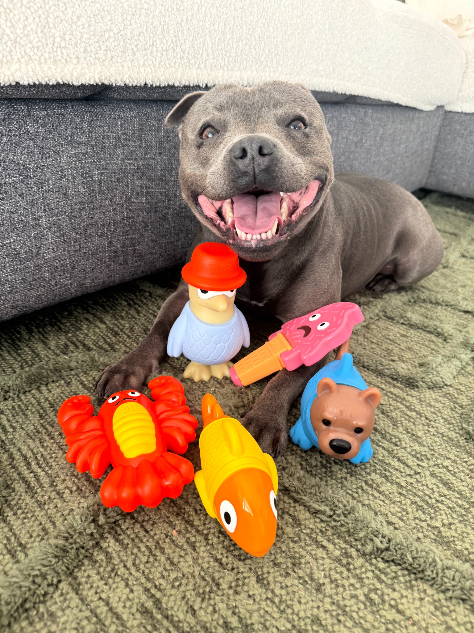 Nylah the blue Staffy  Facebook ad