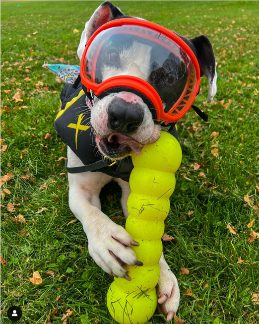 ruffdawgtoys Facebook ad: Unleash the fun with Ruff Dawg!