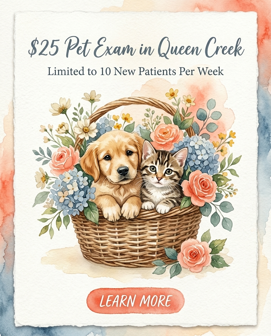 Revel Vet Facebook ad: $25 Pet Exam (New Clients Only)