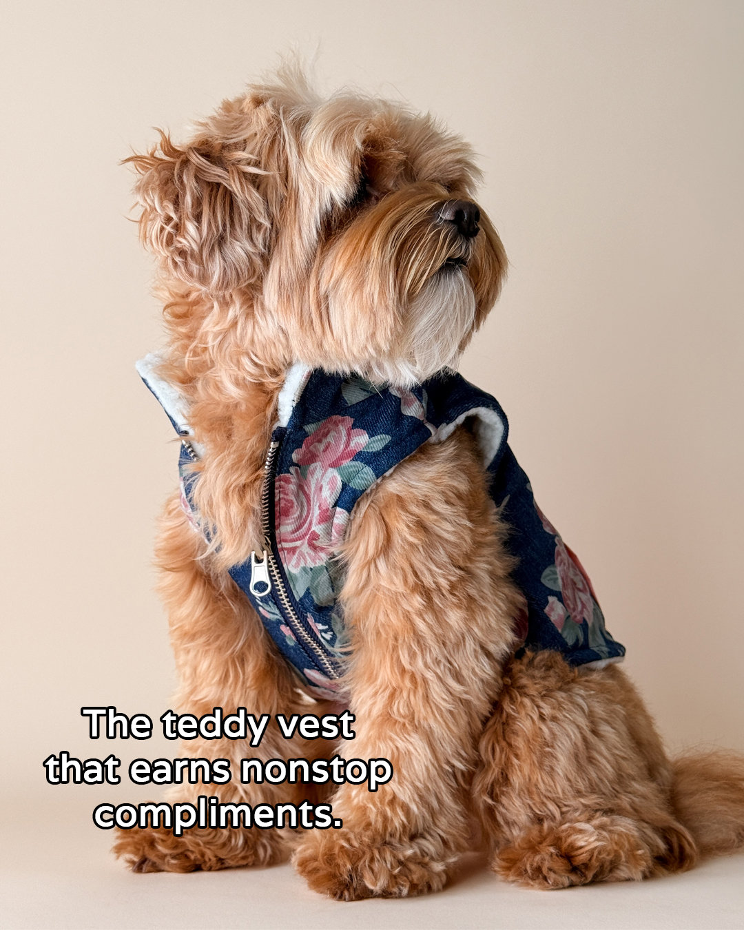 Lucy & Co. Facebook ad: If your pup has never worn a vest…