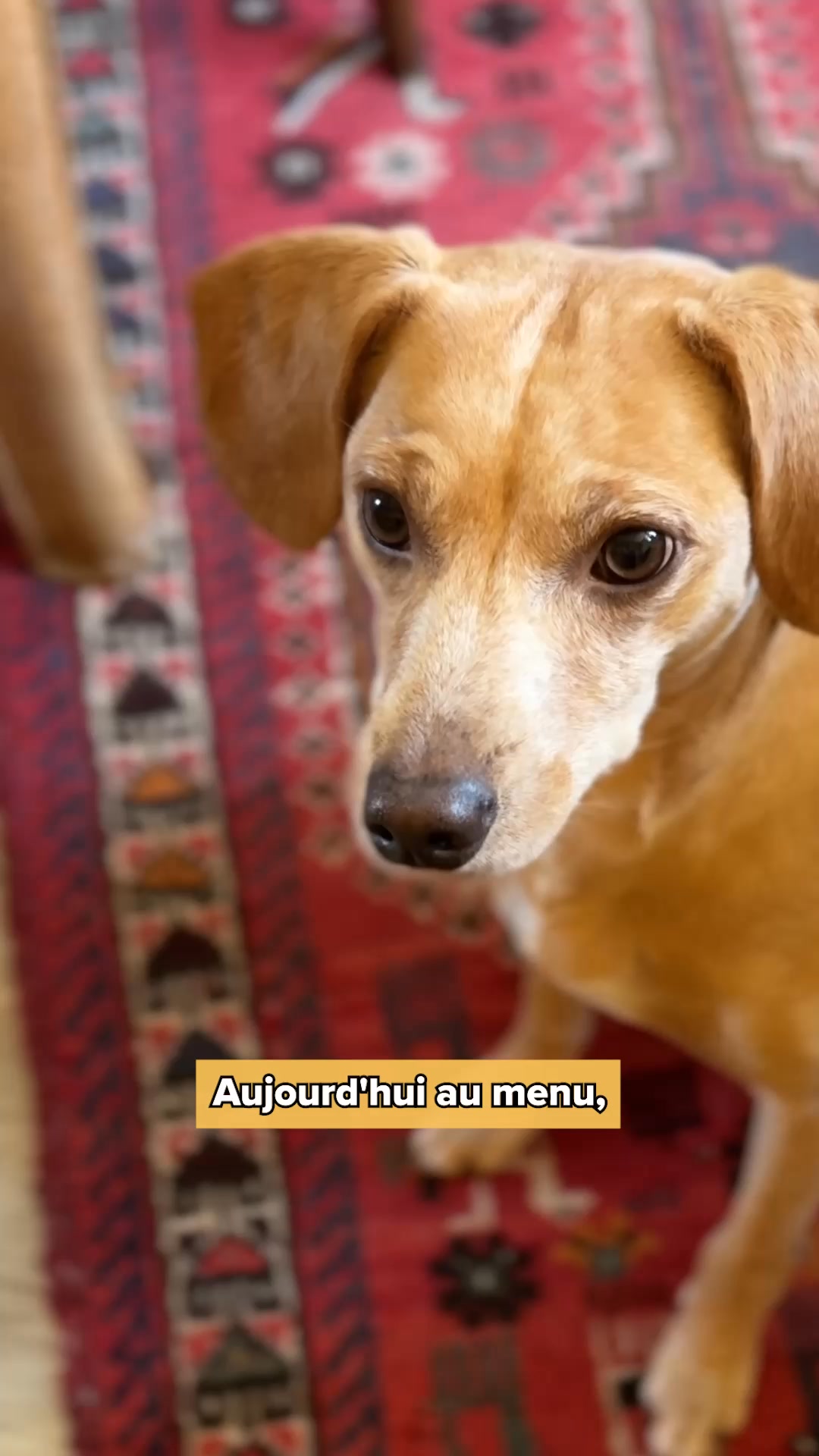 Franklin Pet Food Facebook ad: Croquettes hypoallergéniques
