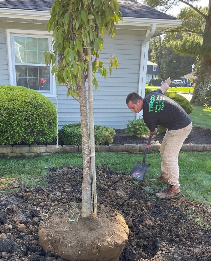 Treeco Solutions - Expert Arborist Facebook ad