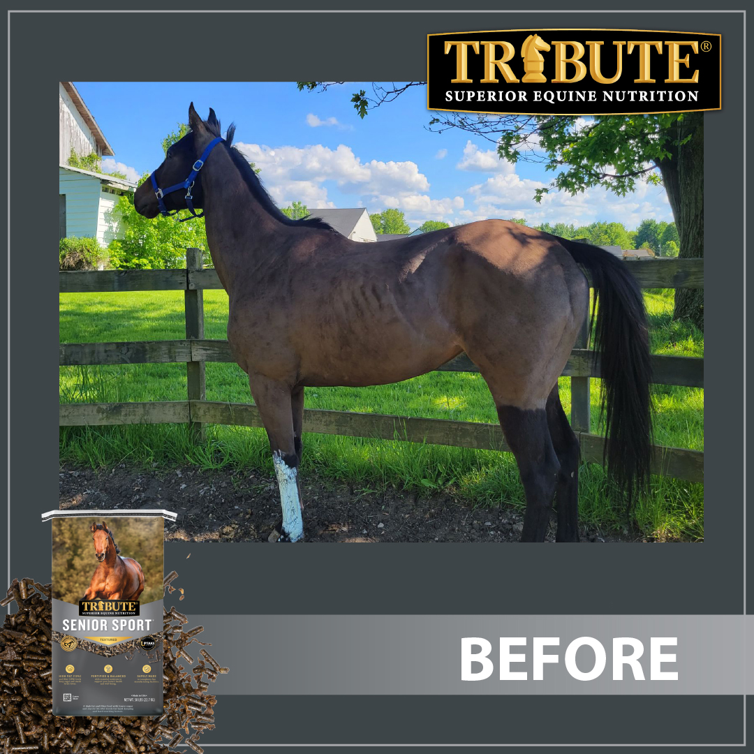 Tribute Equine Nutrition Facebook ad: 𝐇𝐚𝐫𝐝 𝐤𝐞𝐞𝐩𝐞𝐫? 𝐇𝐢𝐠𝐡 𝐩𝐞𝐫𝐟𝐨𝐫𝐦𝐞𝐫?