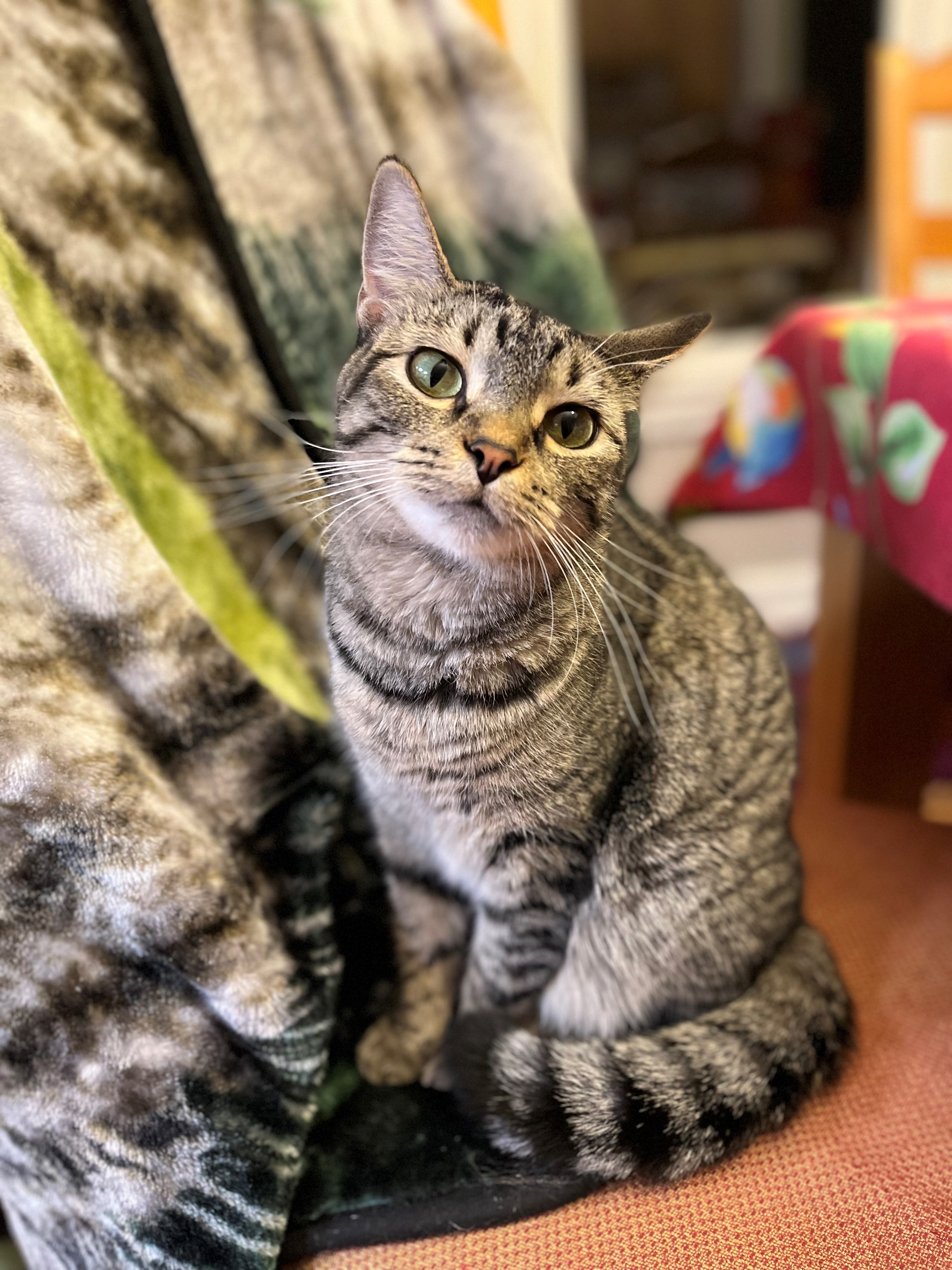 Laurel Springs Animal Hospital Facebook ad