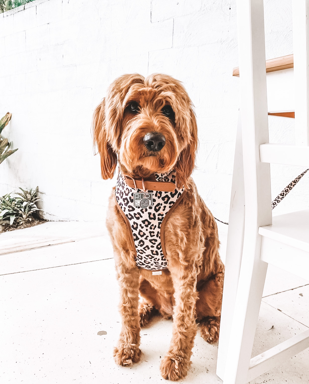 PUPSTYLE Store Facebook ad