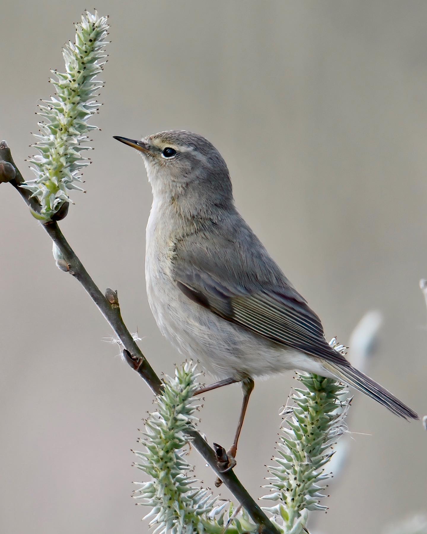 pbt_nature_photo Facebook ad: Willow warbler