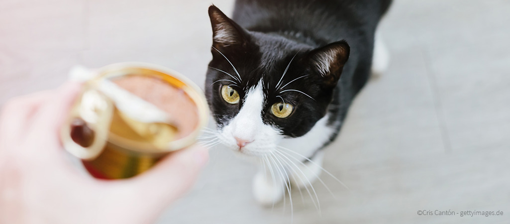 Uelzener Versicherungen Facebook ad: Insektenfutter für Katzen als Alternative zum…