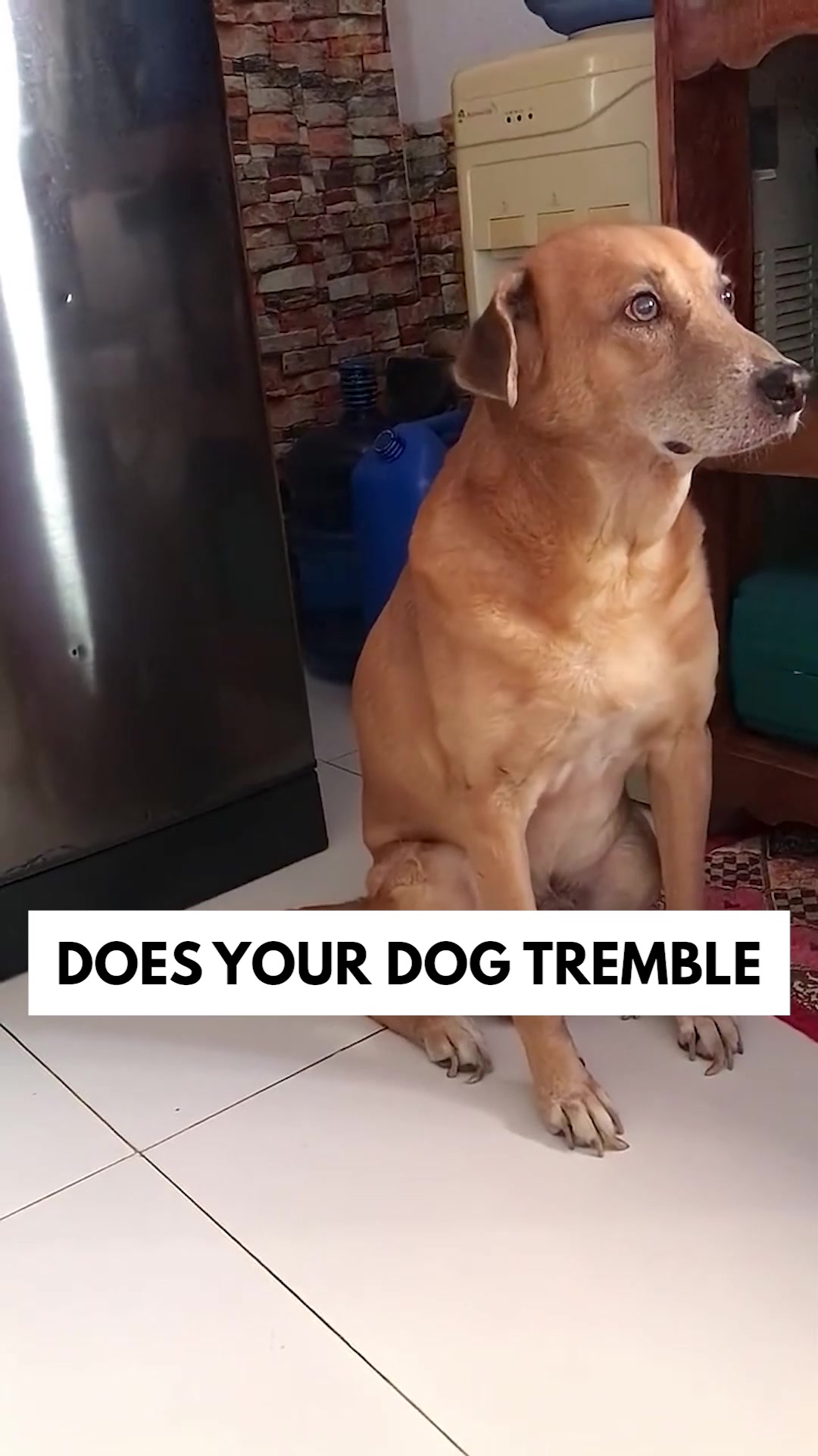 Spark Paws Facebook ad: A Wearable Hug For Your Pup