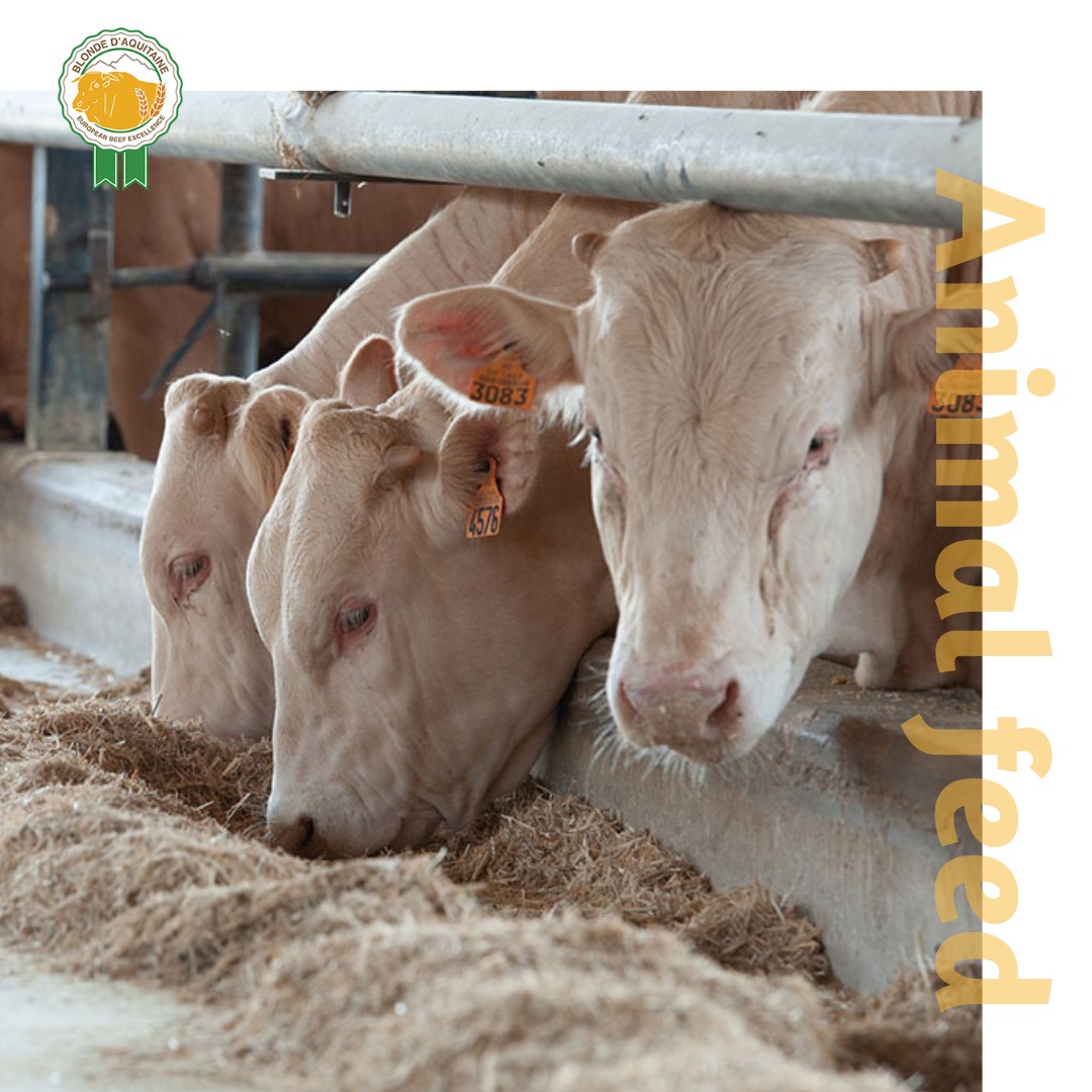 Blonde d'Aquitaine: European Beef Excellence Facebook ad: Cosa mangiano le Blonde d'Aquitaine?