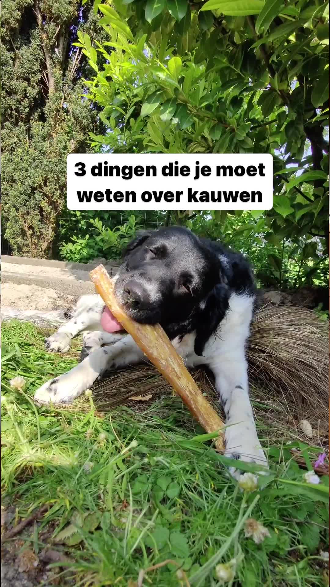Bellobox Facebook ad: Sinds ik Bellobox ontvang is mijn hond veel…