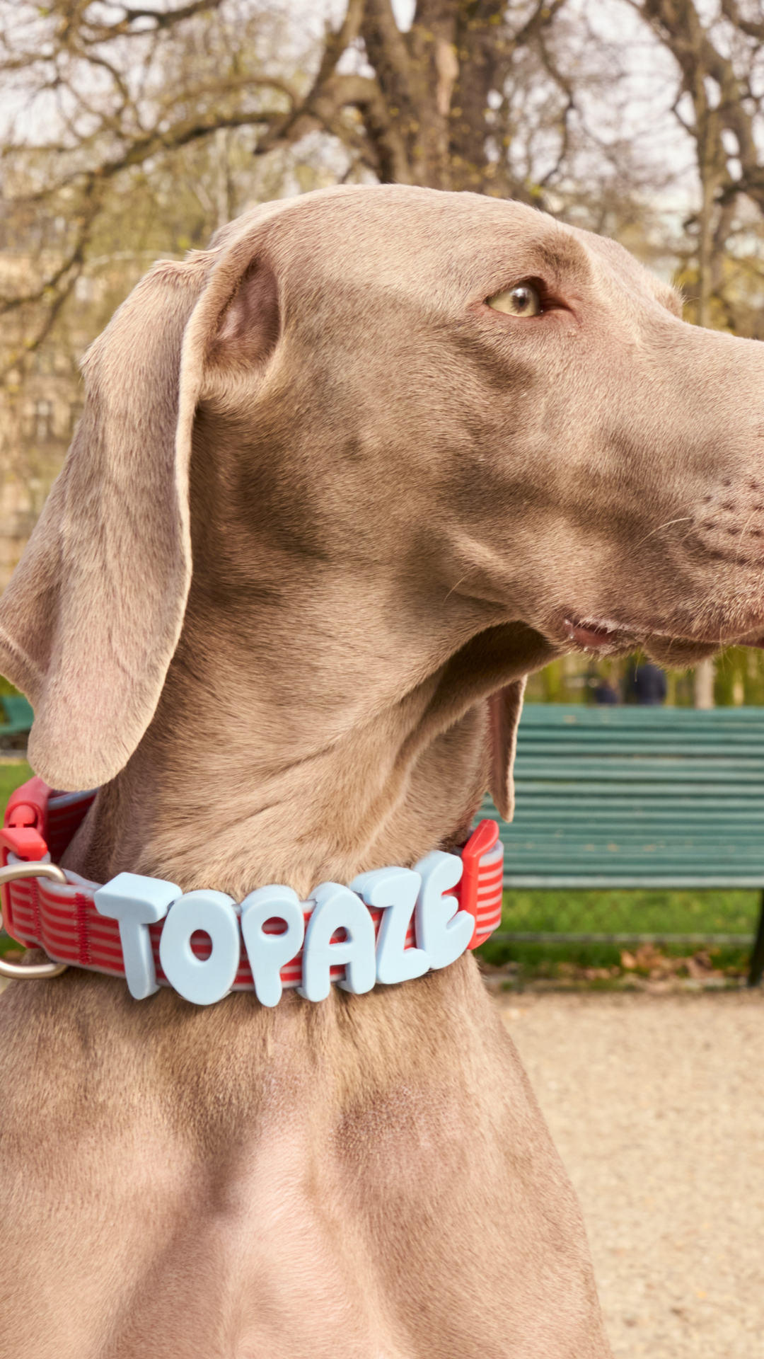 Springland Pets Facebook ad