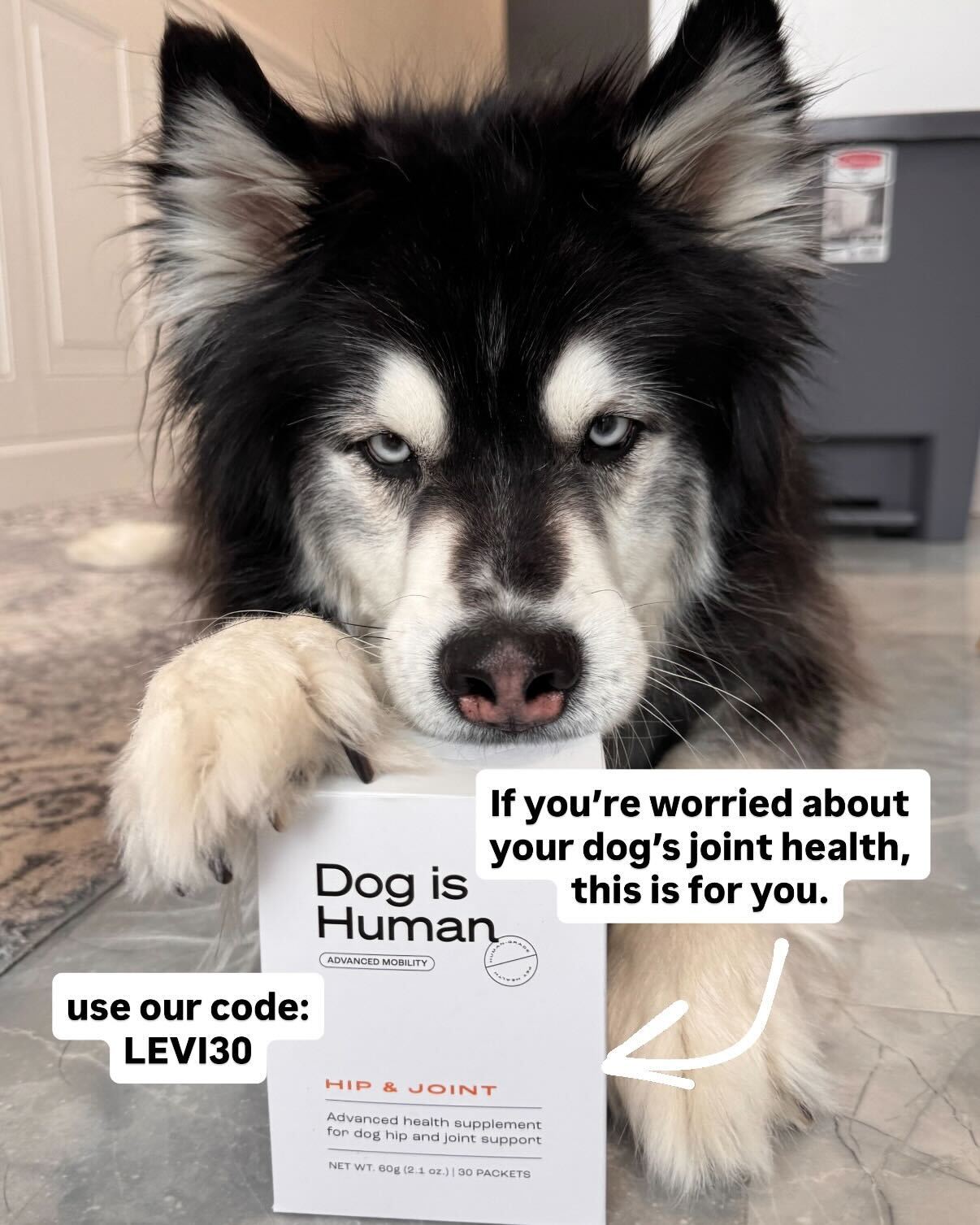 Dog is Human Facebook ad