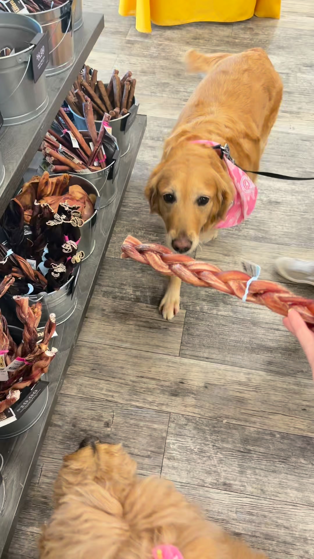 Pet Supermarket Facebook ad: Orlando's Pet HQ!