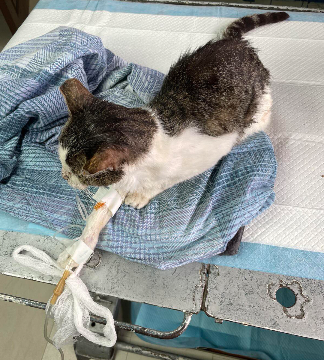 North Valley Animal Rescue Facebook ad