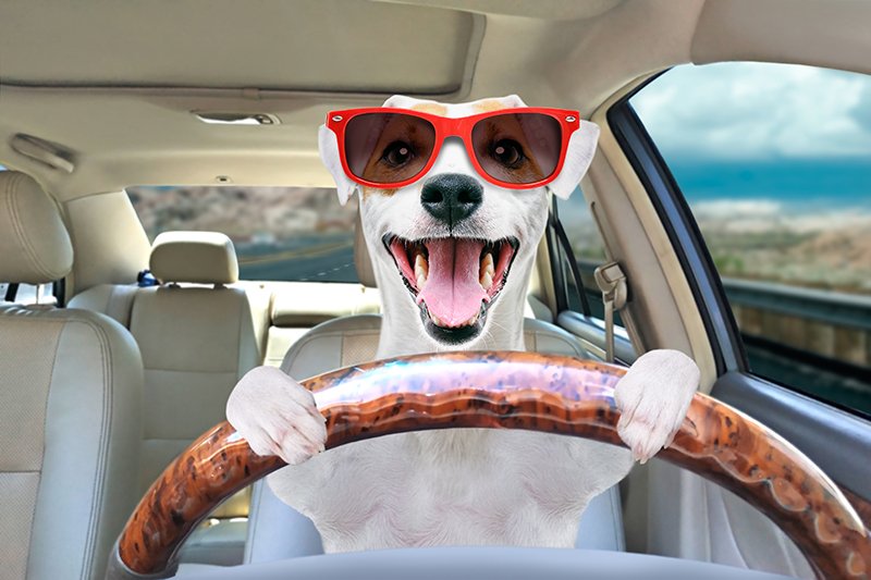 Nuevo Road Animal Hospital Facebook ad: Drive-Thru Vaccine Clinic - ourvetonline.com