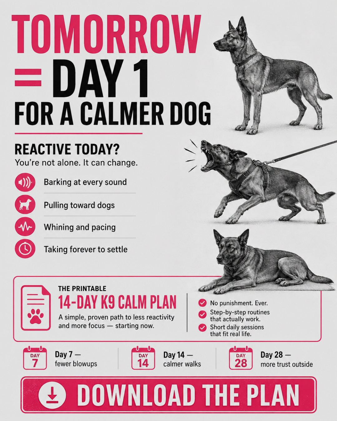 1st Dog Training Club Facebook ad