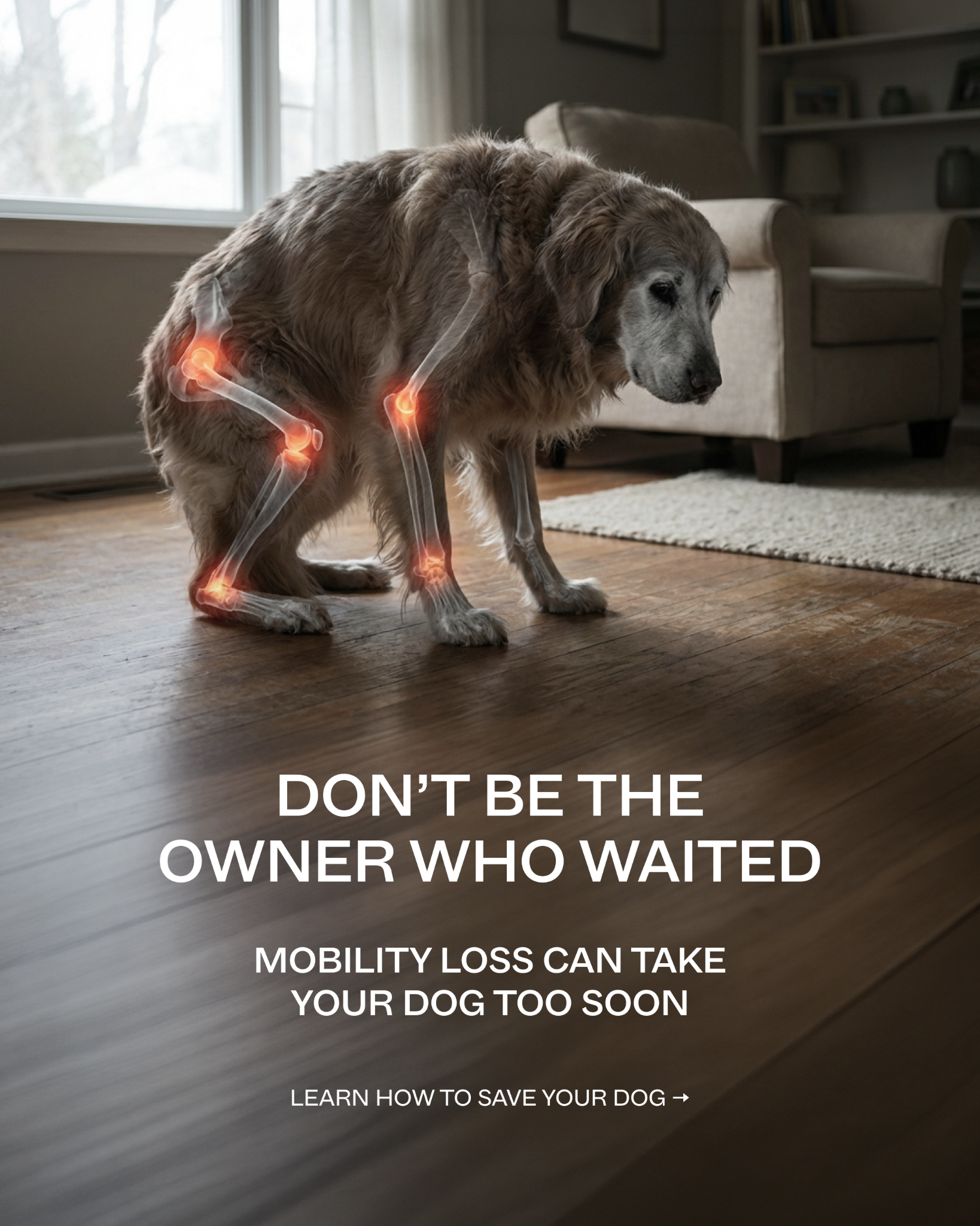 Dog is Human Facebook ad