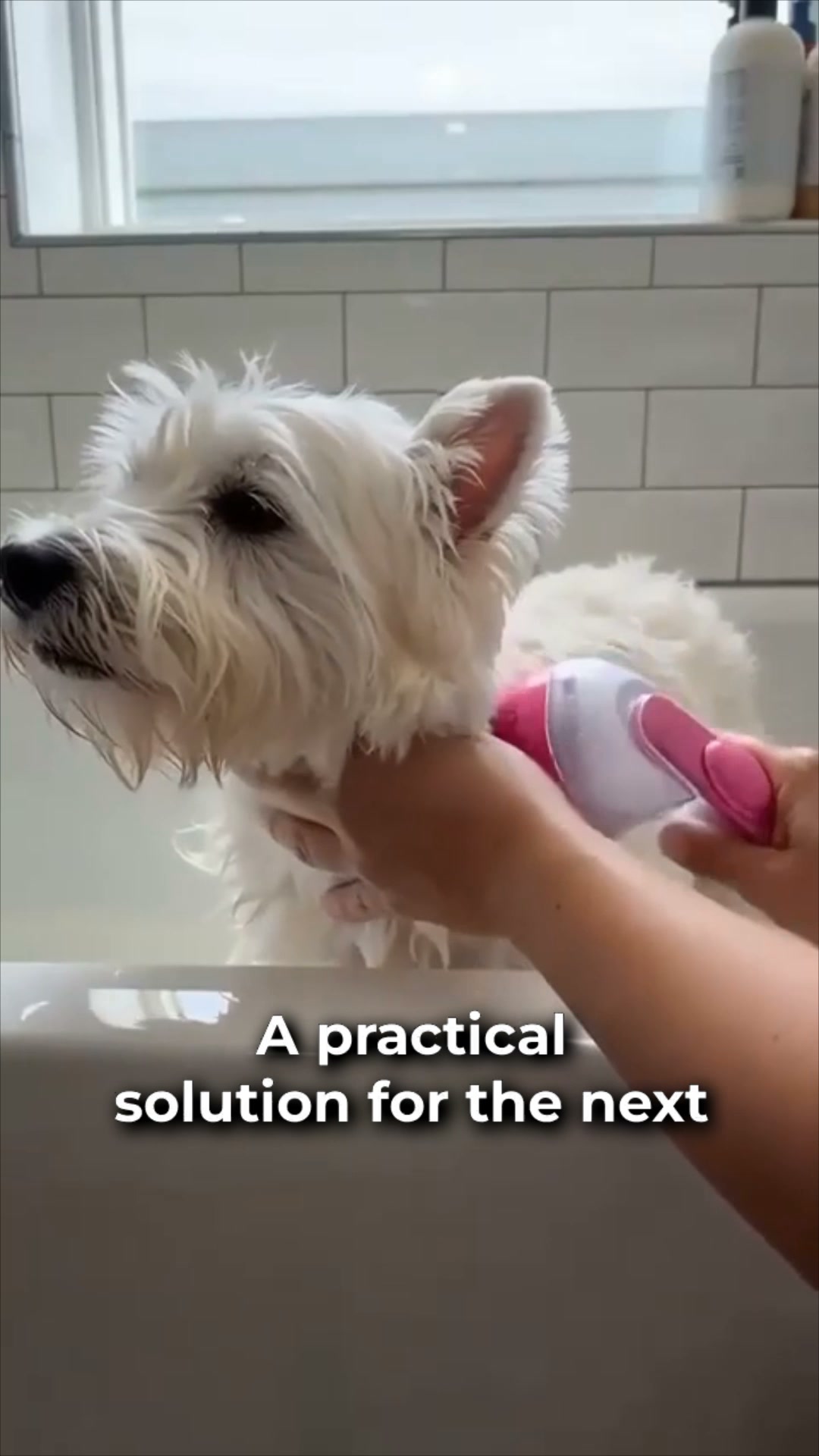 Kiwiwags Facebook ad: #1 Pet Bath Brush