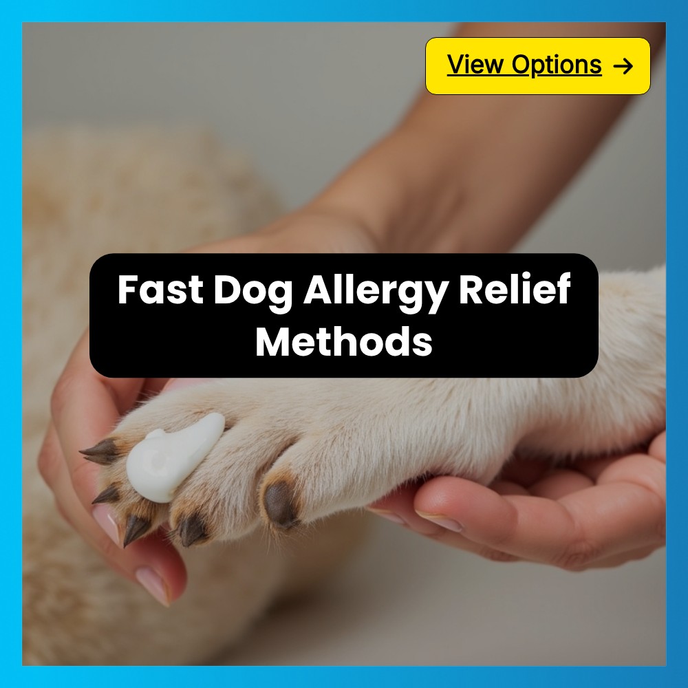 Icananswerthat Alignify Facebook ad: Fast Dog Allergy Relief Methods.