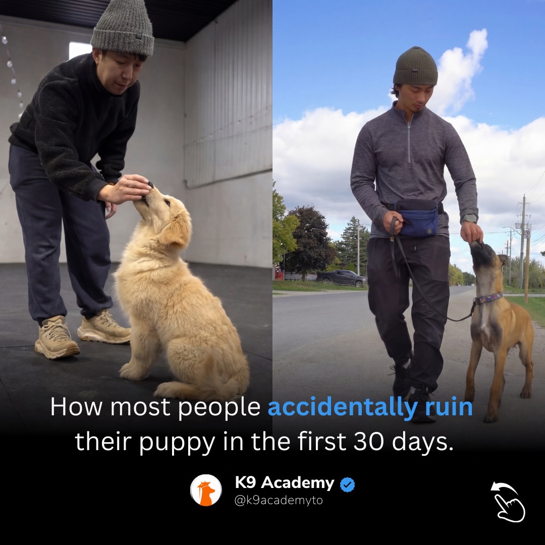 K9 Academy Facebook ad: Comment Puppy