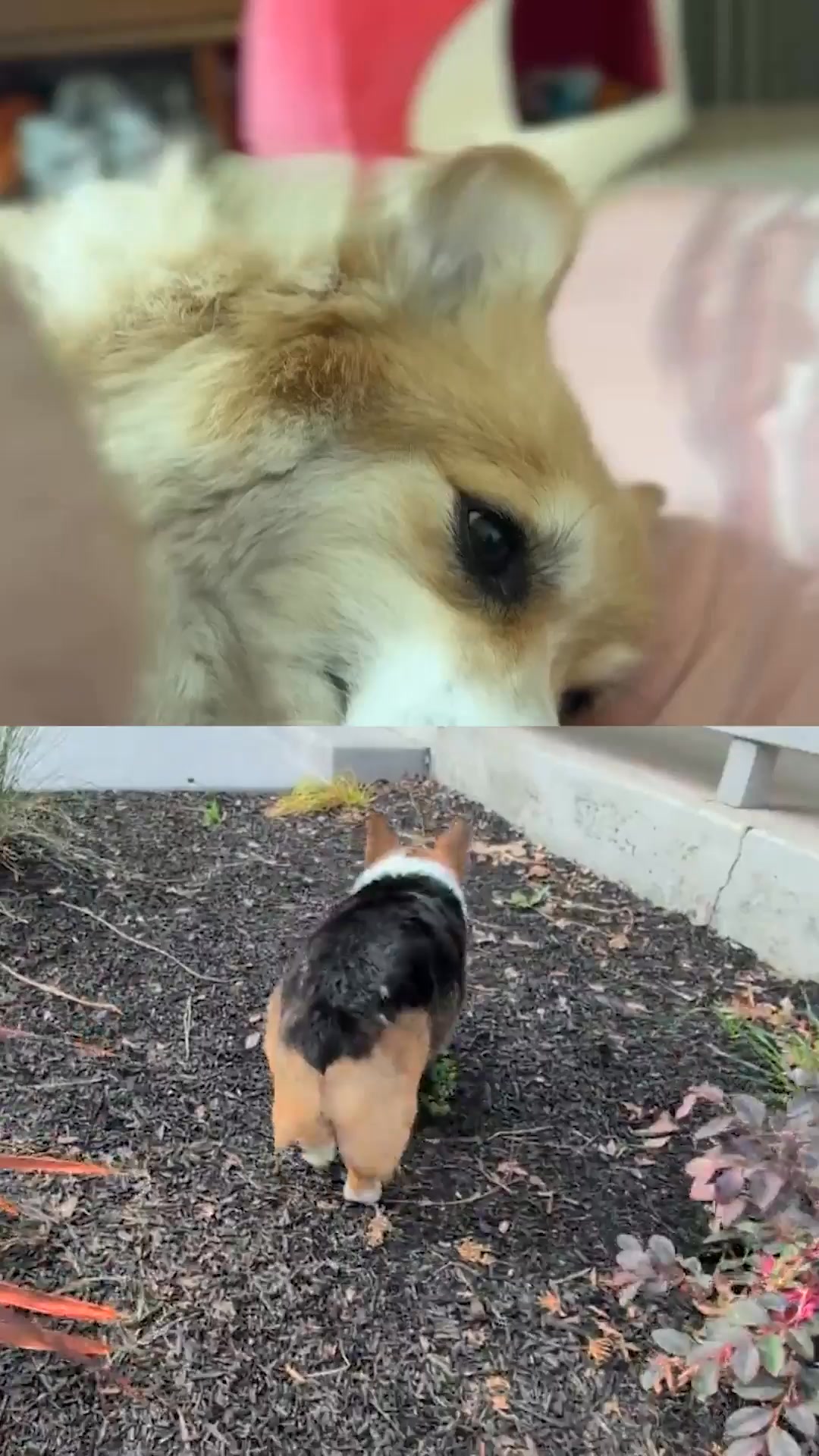Castro the Corgi Facebook ad: Fight against IVDD