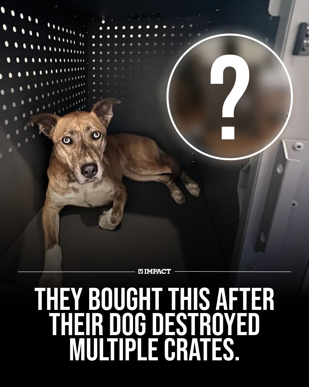 Impact Dog Crates Facebook ad