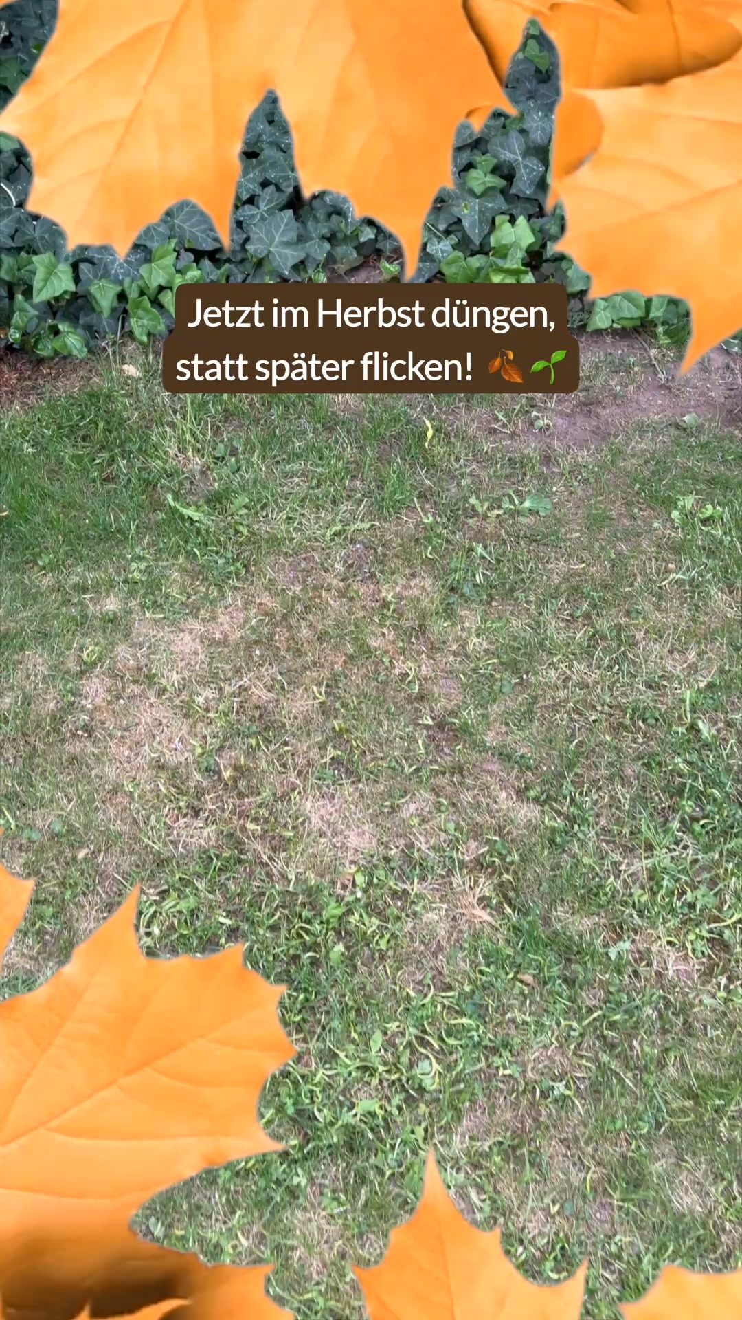 Turbogrün Facebook ad: Rasen nach dem Sommer retten