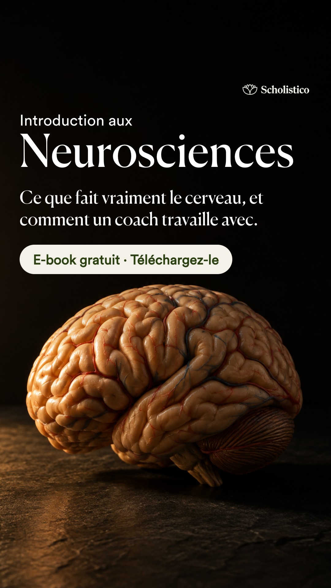 Scholistico en Français Facebook ad: Les neurosciences expliquées: e-book