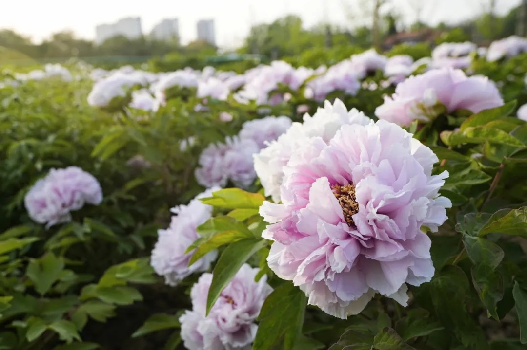 Beautiful Shandong Facebook ad