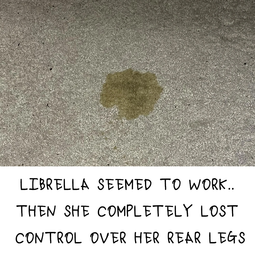 IVDD DOG support group Facebook ad: READ THIS IF YOU ARE CONSIDERING or ON LIBRELA