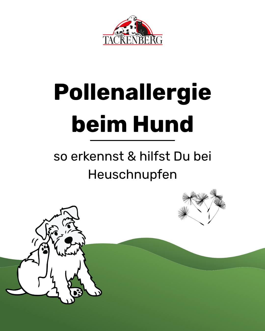 Tackenberg Facebook ad: Pollenallergie beim Hund, was Du wissen solltest