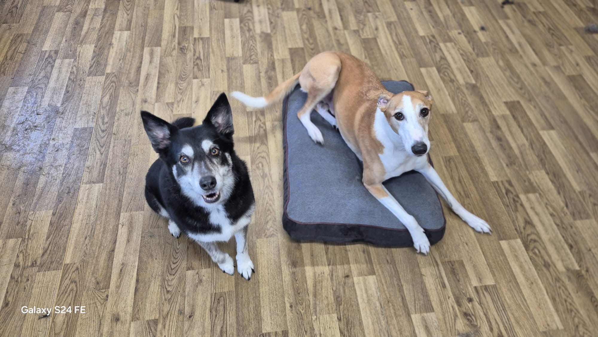 Filton Abbey Woof Facebook ad: Professionally qualified dog groomer located in Filton