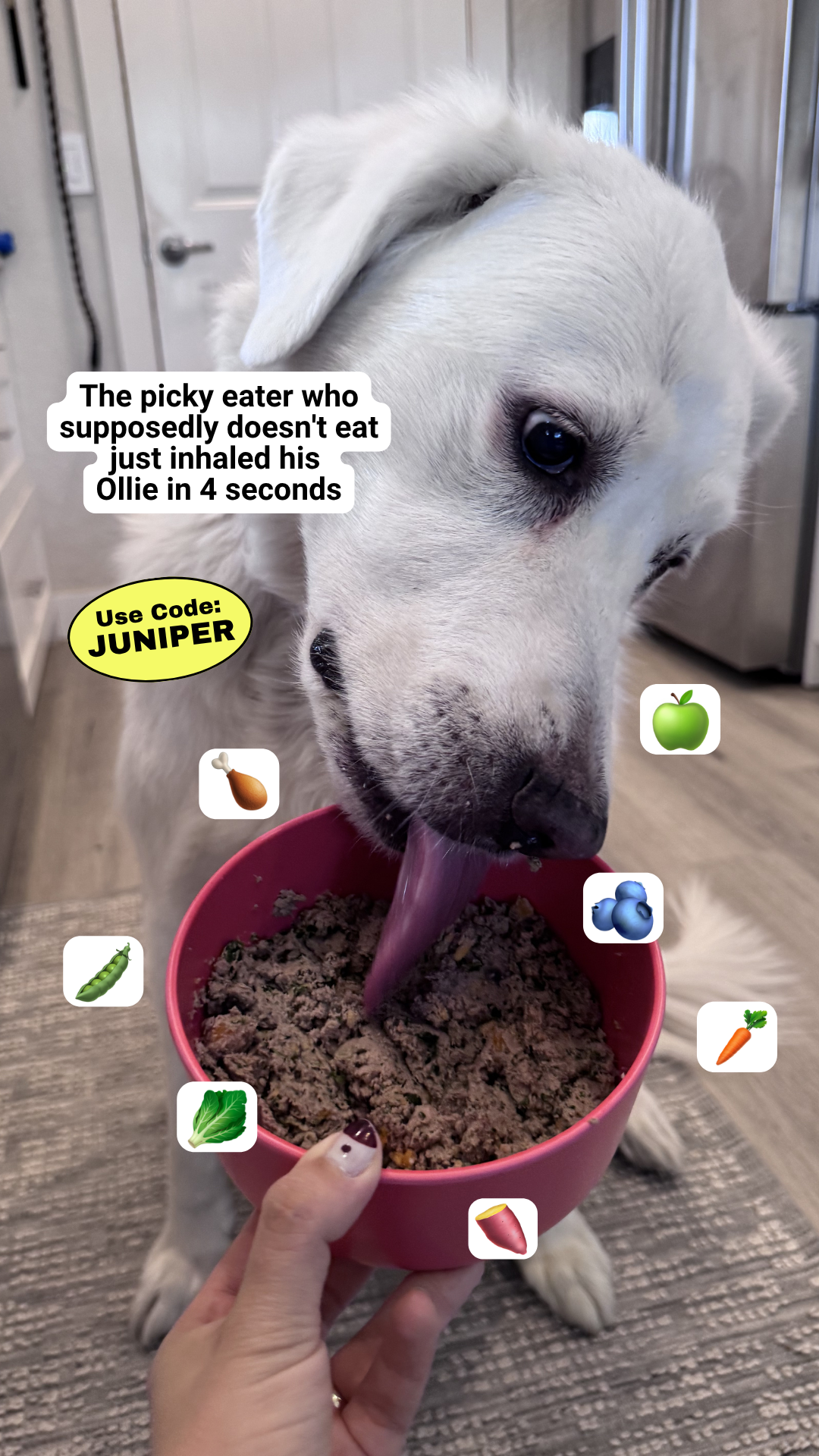 Juniper- The best online community for dog parents Facebook ad