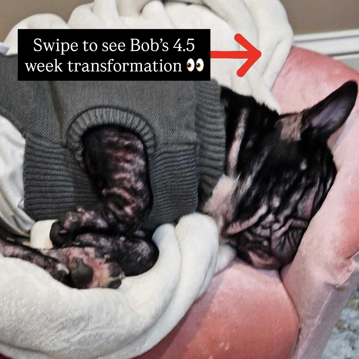 Dog is Human Facebook ad