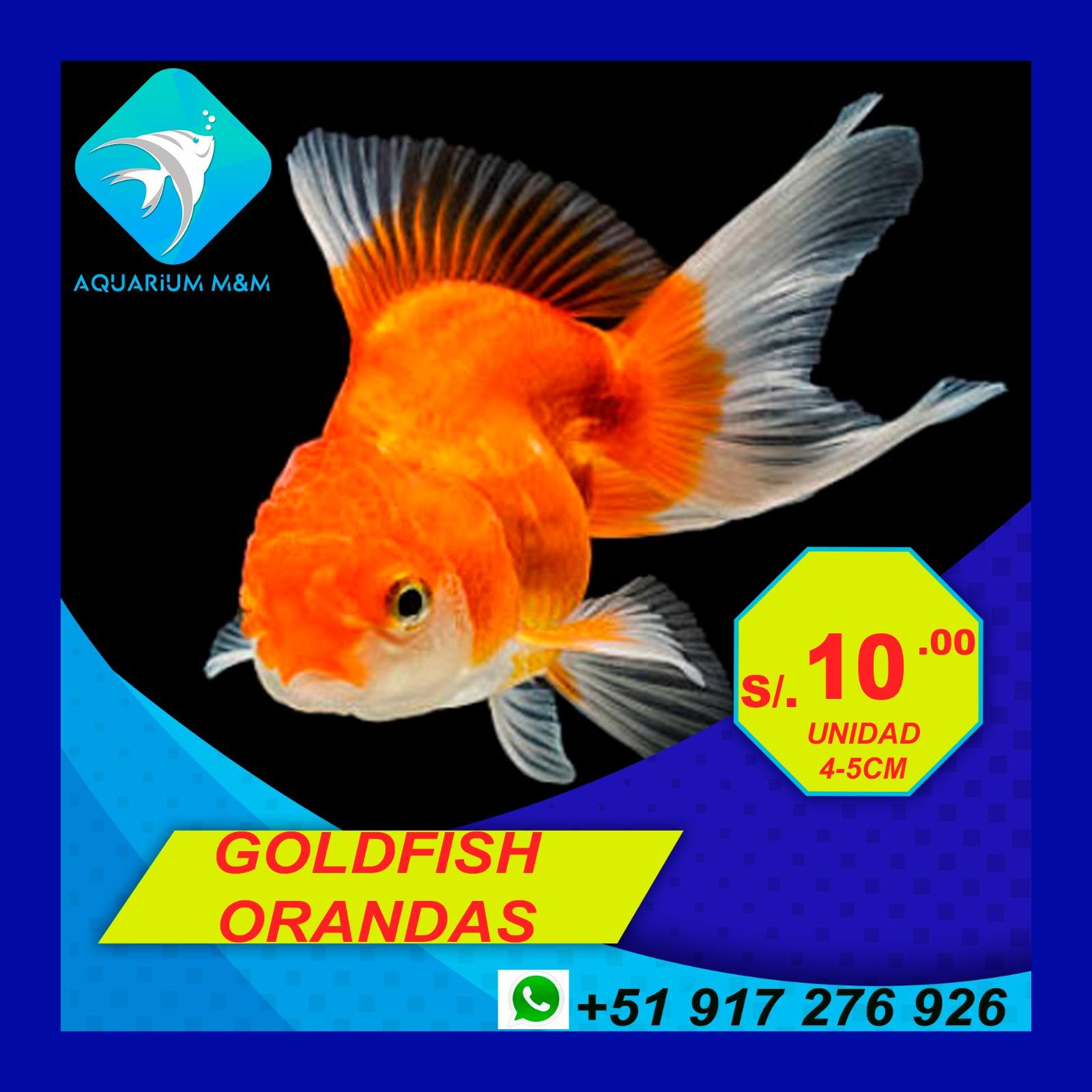 Aquarium M&M Facebook ad: GOLDFISH DISPONIBLES