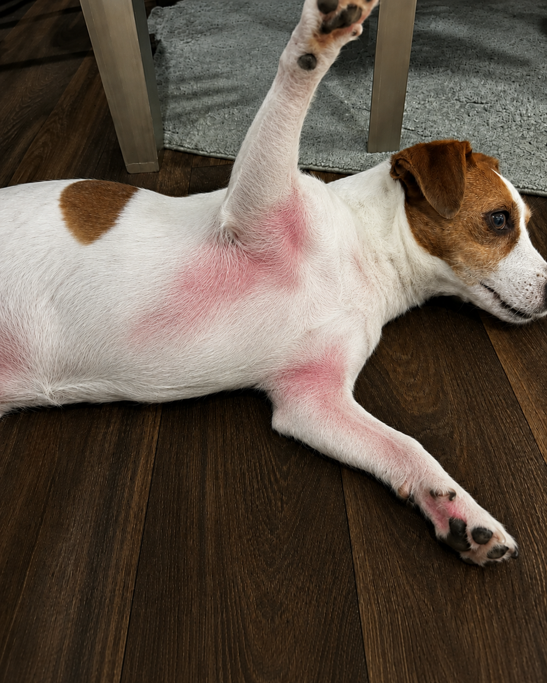 Snehal - Tiny Bark Nutrition Facebook ad: Read This Before You Pay Another Vet Bill