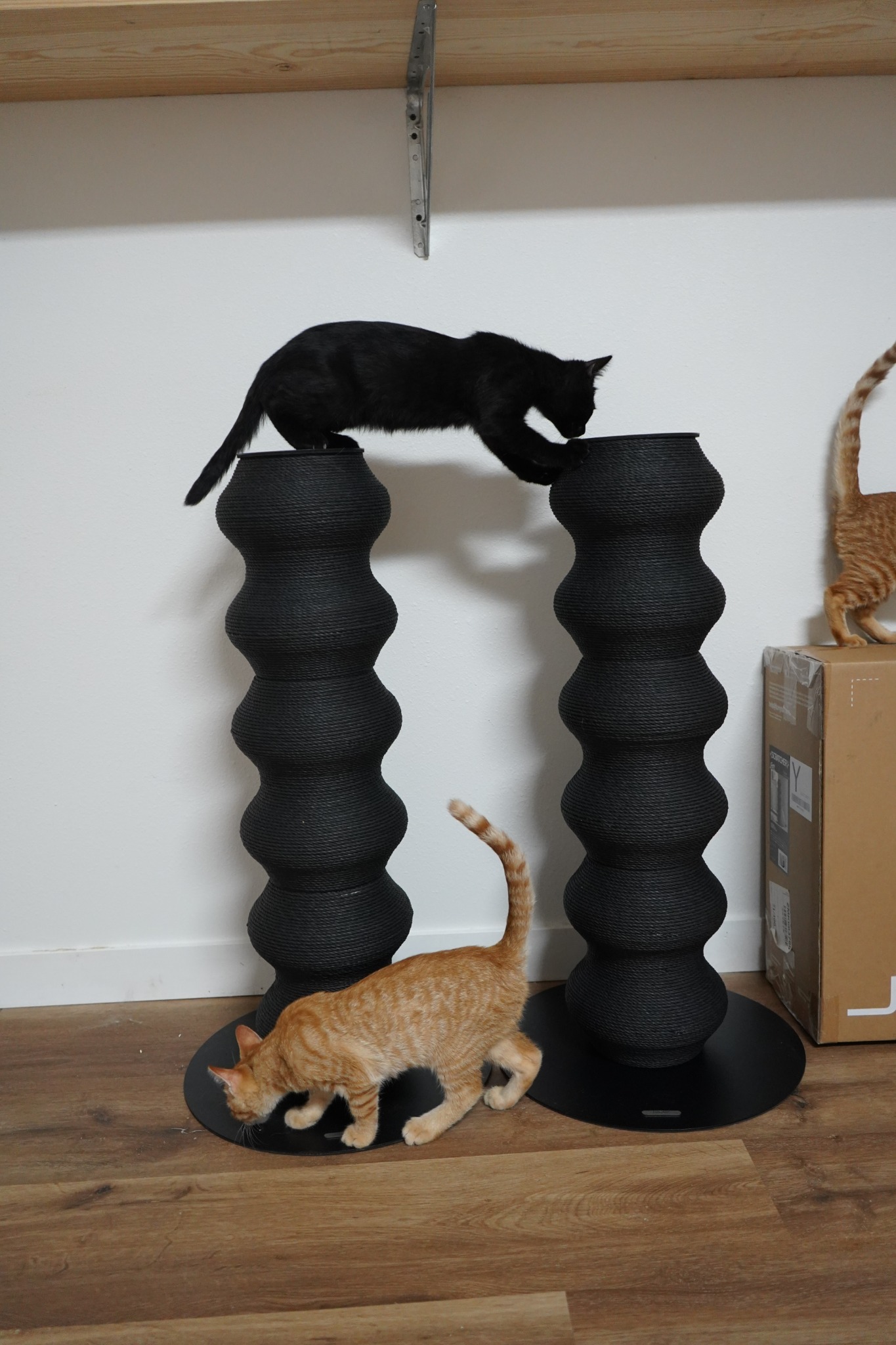 Furrytail_us Facebook ad