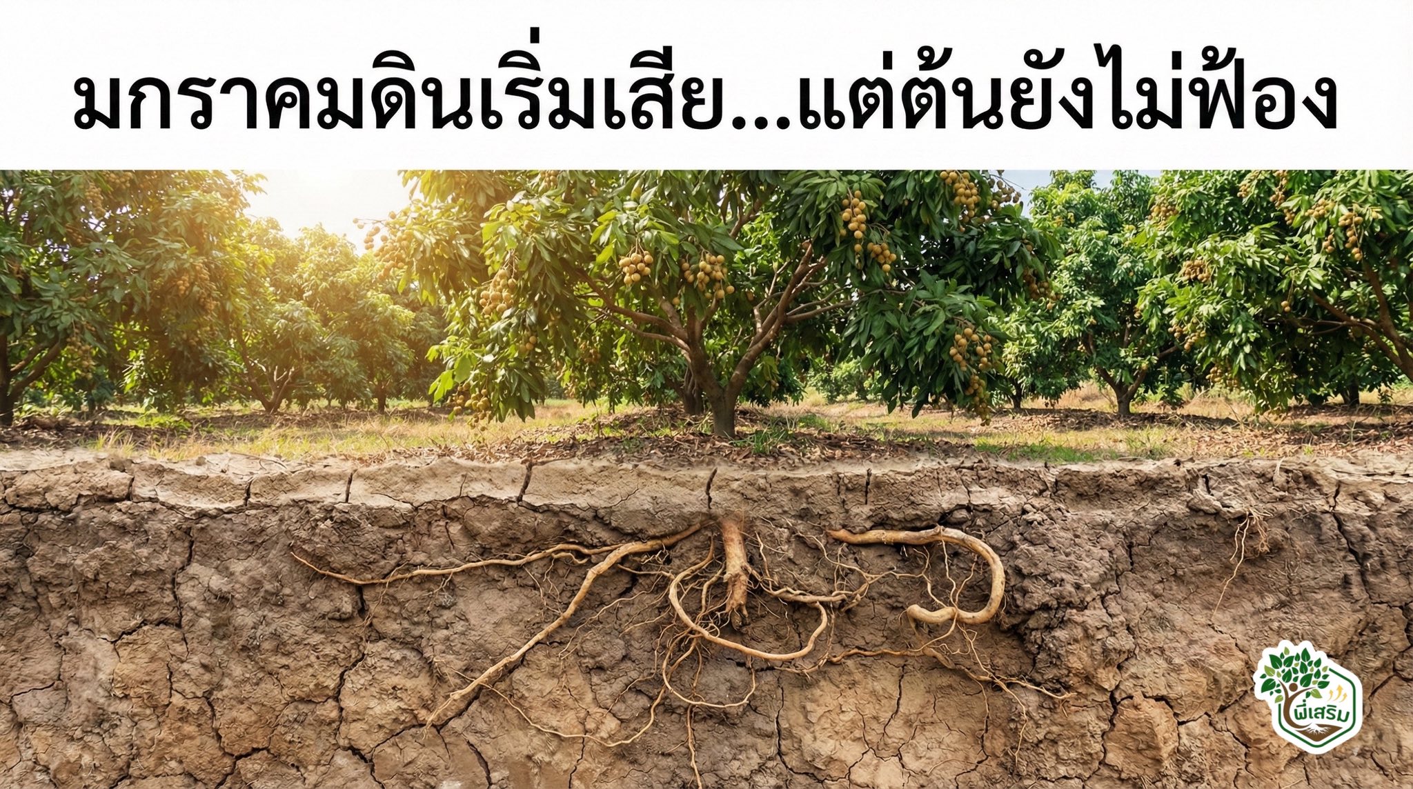 พี่เสริม เติมชีวิตให้ดิน เติมกำไรให้สวน by พี่เสริม Facebook ad: เดือนมกราคม