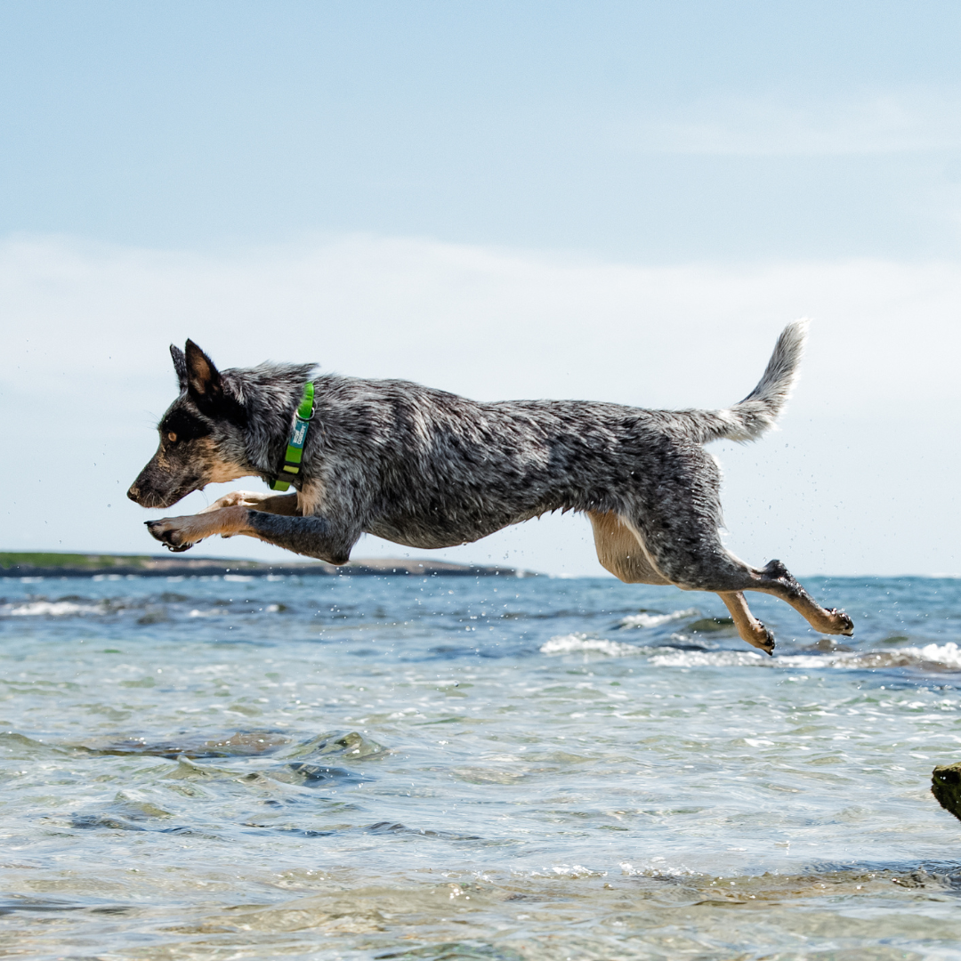 Woof Concept Facebook ad
