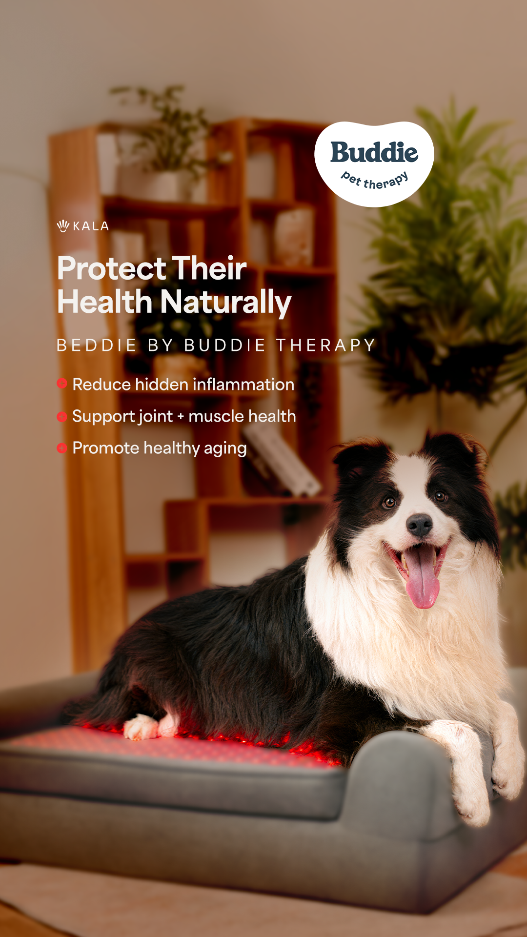 Buddie Pet Therapy Facebook ad