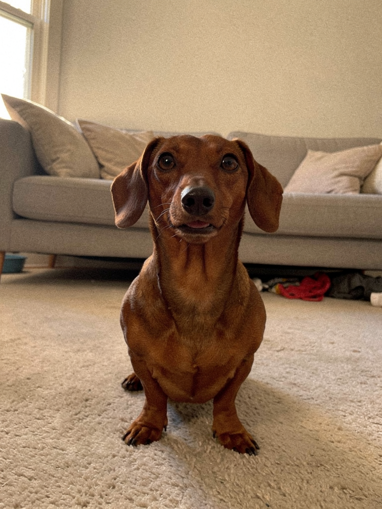 Emily Pet Tips Facebook ad