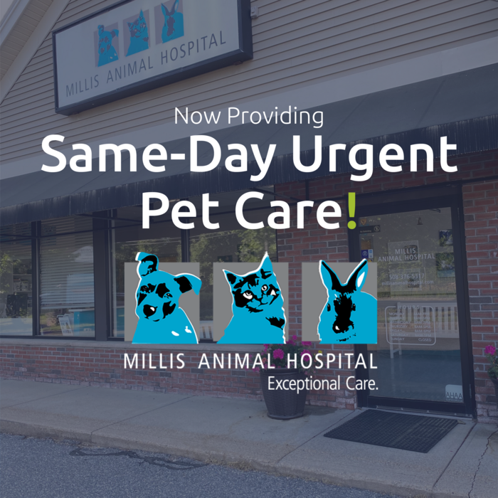 Millis Animal Hospital Facebook ad from Mar 4, 2025
