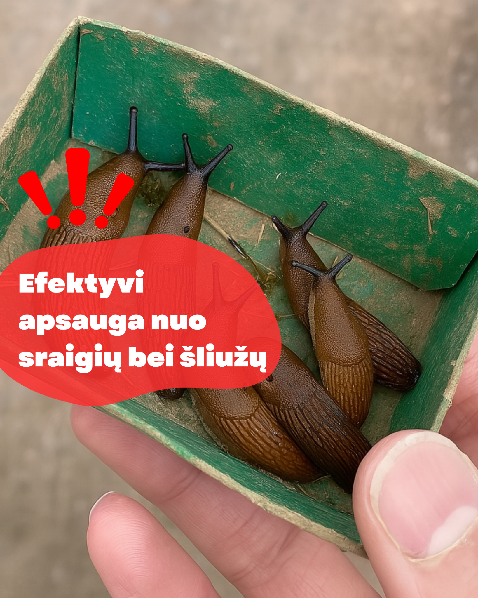 Nojaus sėklos Facebook ad