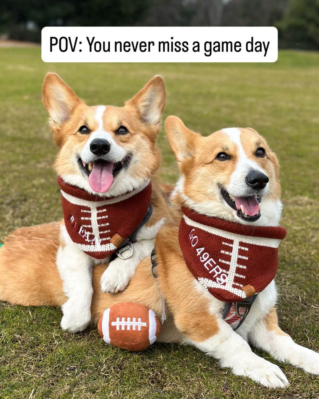 The Foggy Dog Facebook ad